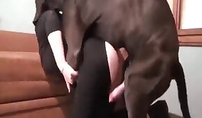 d4 é mais - sexo de cachorro,sexo foda animal